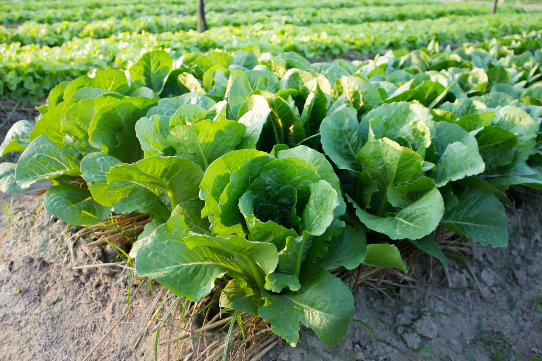 Produce industry groups that respond to E. coli